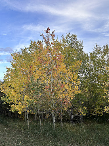 Photo from customer review